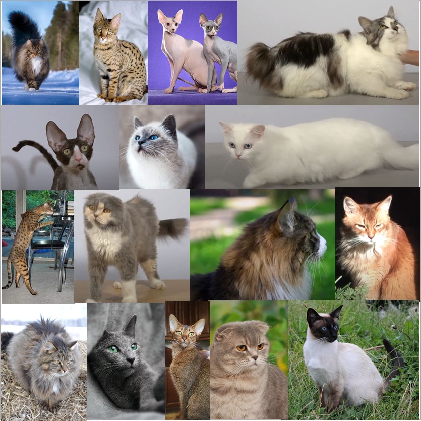 races de chats