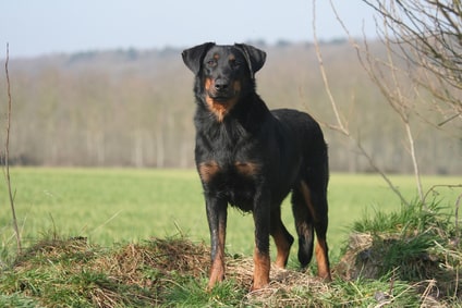 Race de chien, le Beauceron