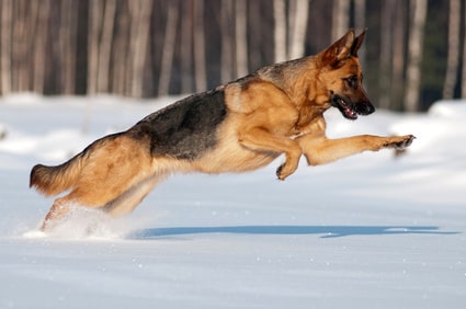 berger allemand, saut dans la neige