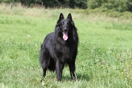 Berger belge Groenendael Berger belge Groenendael
