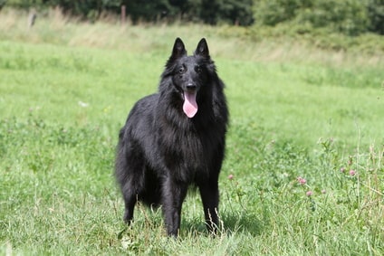 Berger belge Groenendael