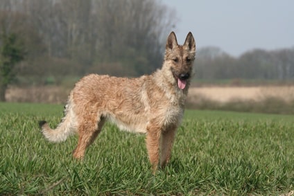 Berger belge Laekenois Berger belge Laekenois