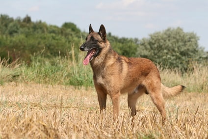 Berger belge Malinois Berger belge Malinois