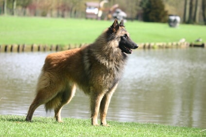 Berger belge tervueren Berger belge tervueren