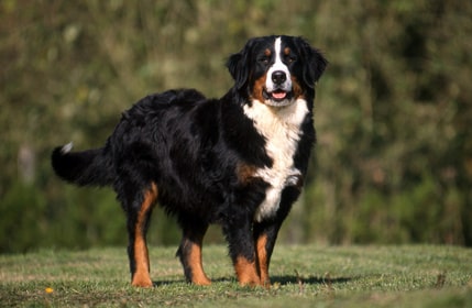 Le Bouvier Bernois, tout sur cette race de chien - Animal Futé