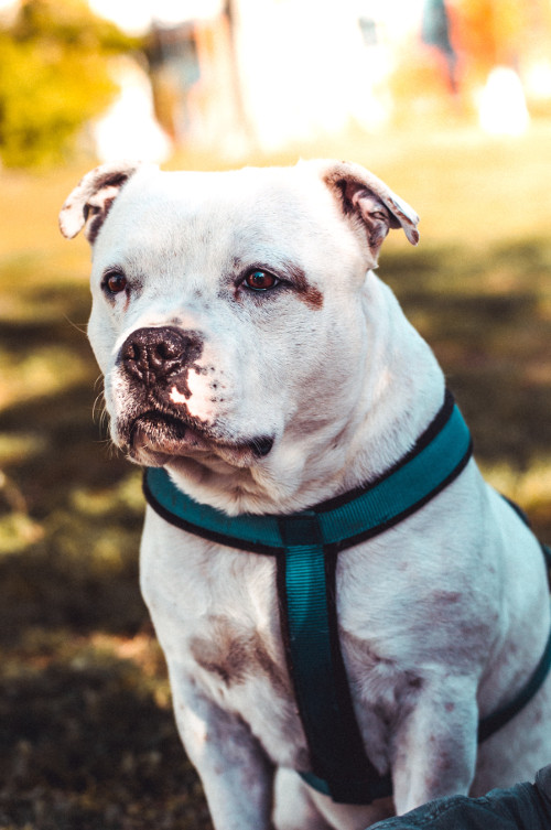 Chien Staffordshire Bull Terrier ou Staffie