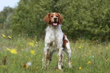 Epagneul breton blanc et orange, à la chasse