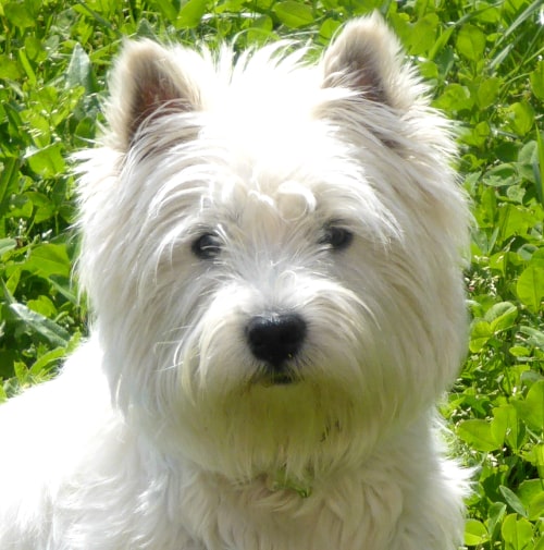 Indy, chien westie adhérent Animal Futé