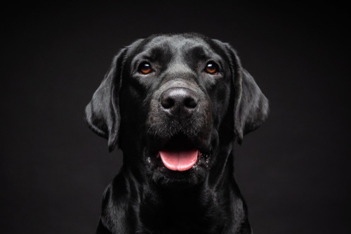 Soins poils de chien, labrador noir à poil court