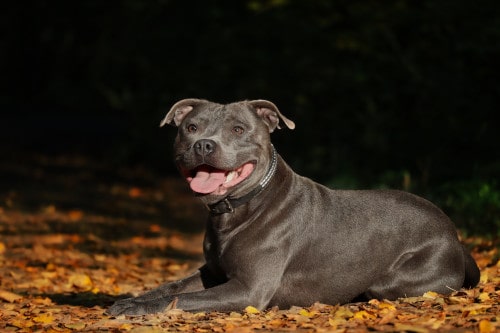 staffordshire bull terrier ou staffie