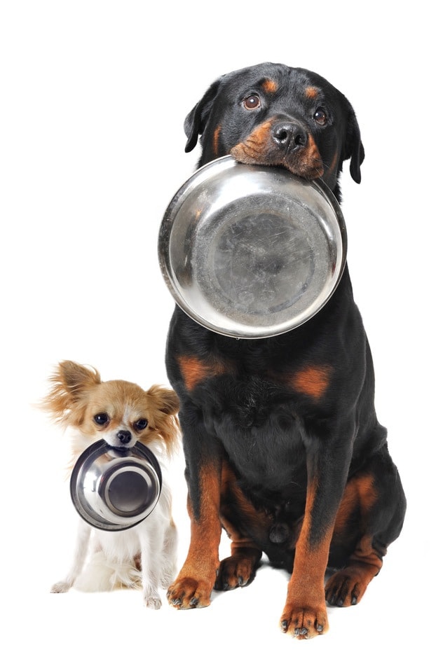 alimentation du chien