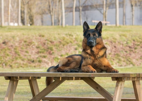 Race de chien, le berger allemand