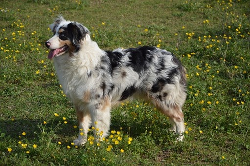 Berger Australien Tout Sur Cette Race De Chien Animal Fute