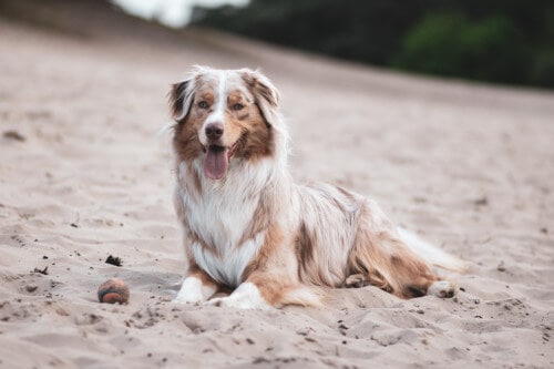 Berger australien ou australian shepherd