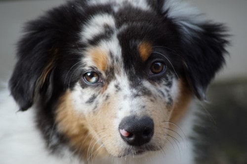 Jeune berger australien ou australian sheperd