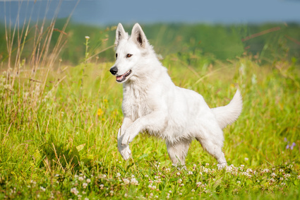 Chien Berger blanc suisse