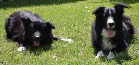 Deux borders collies adhérents Animal Futé, pendant un échange de garde