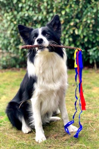 Border collie