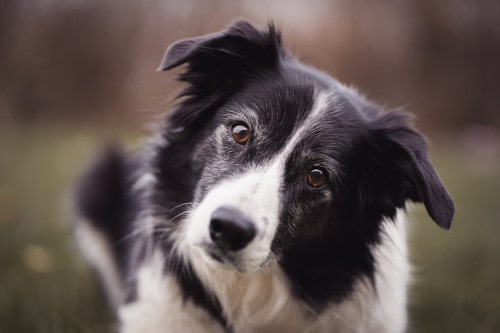 border collie, sa douce expression