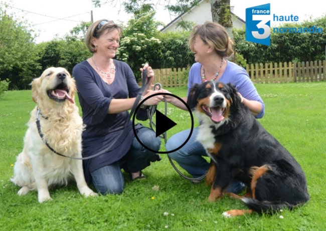 bouvier bernois, un échange de garde Animal Futé