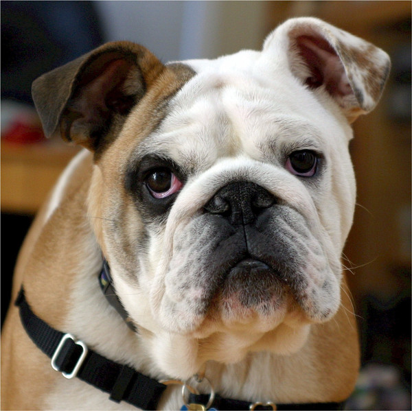 Bulldog, race de chien