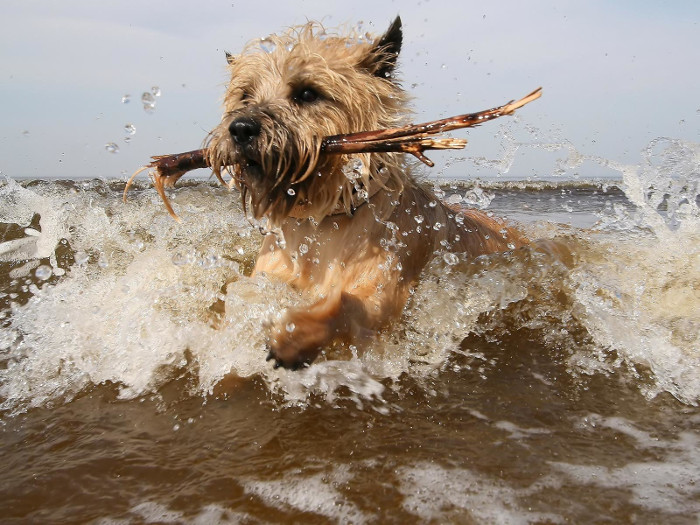 cairn terrier chien