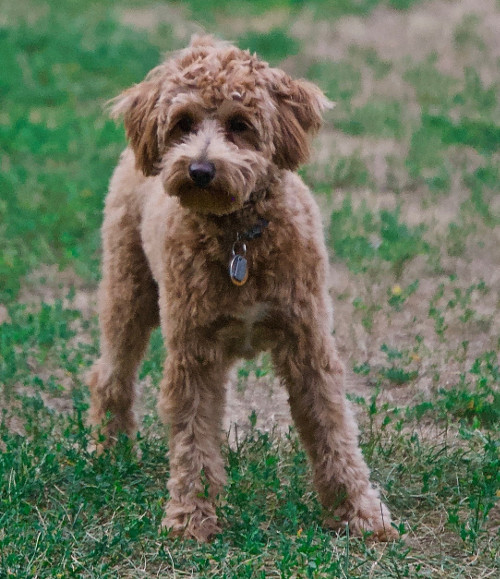 Le caniche, une race de chien élégante et affectueuse