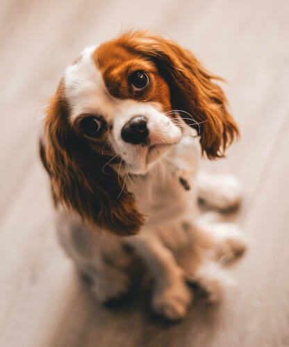 chien cavalier king charles