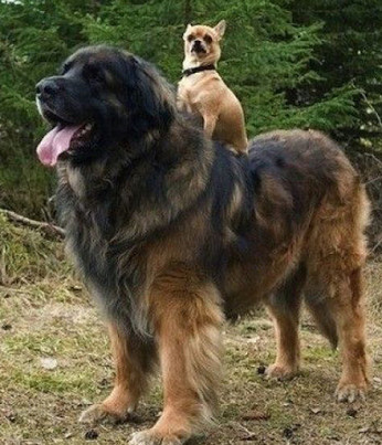 chien leonberg et chien chihuahua sur le dos