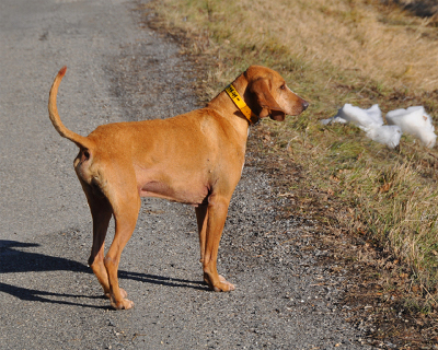 chien perdu