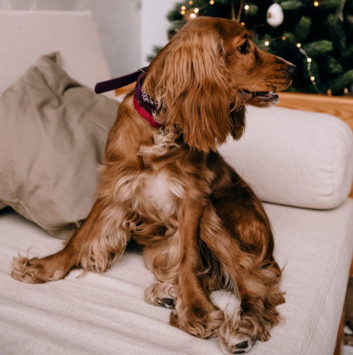 cocker anglais ou cocker spaniel anglais