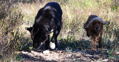 échange de garde entre Babouche, cocker anglais, et Filou, border collie