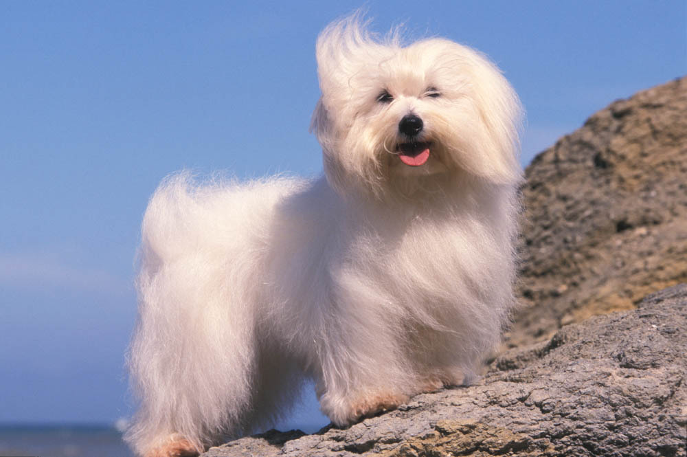 Coton de tuléar, chien