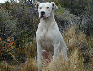 dogue argentin