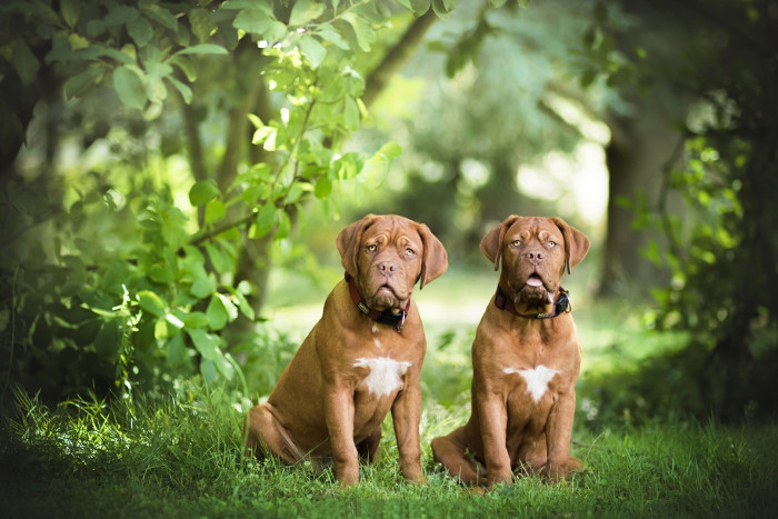 Le Dogue de Bordeaux