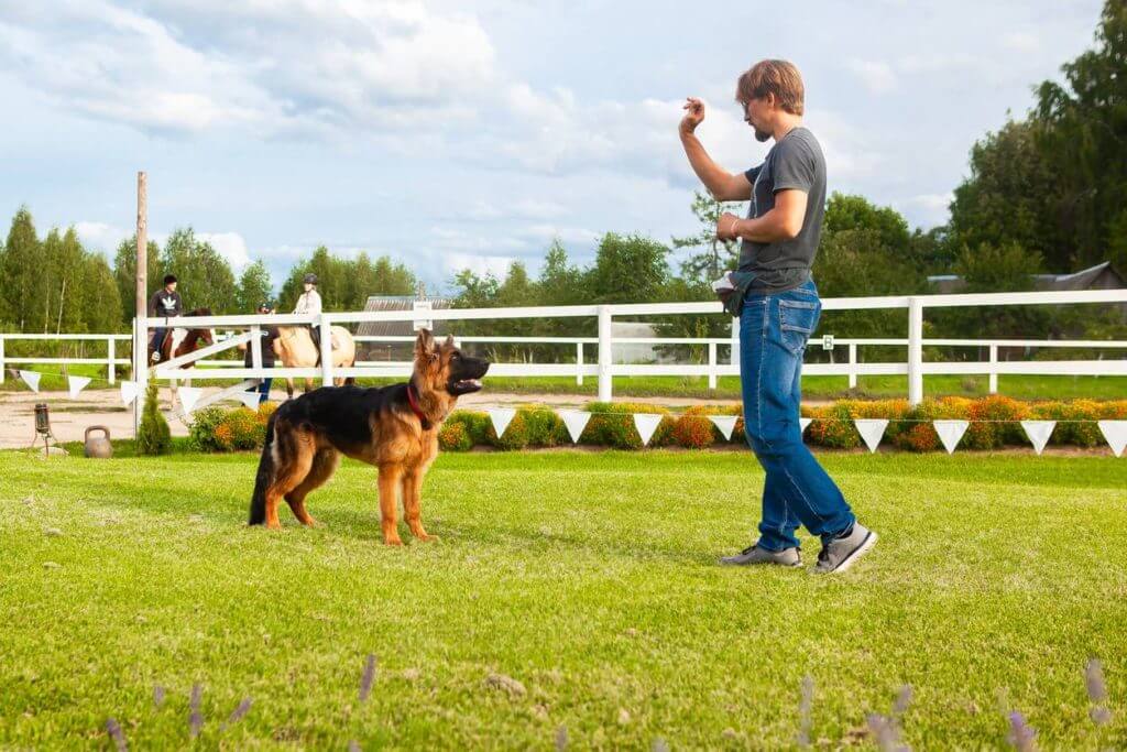 éducateur canin et cours pour chiens