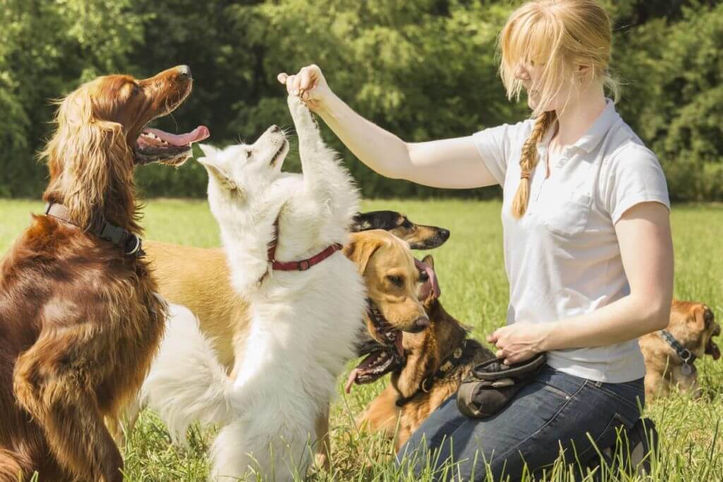 éducateur canin et races de chiens