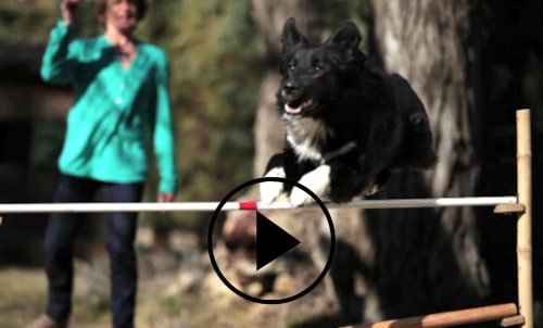 Filou, border collie, en plein saut