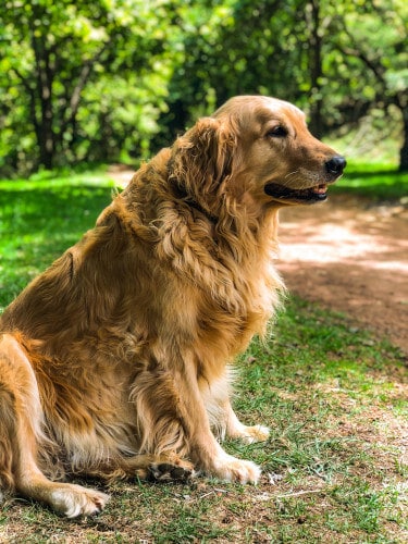 Golden retriever