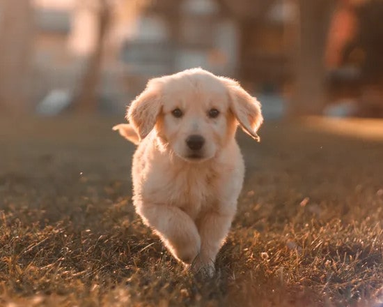 chiot golden retriever