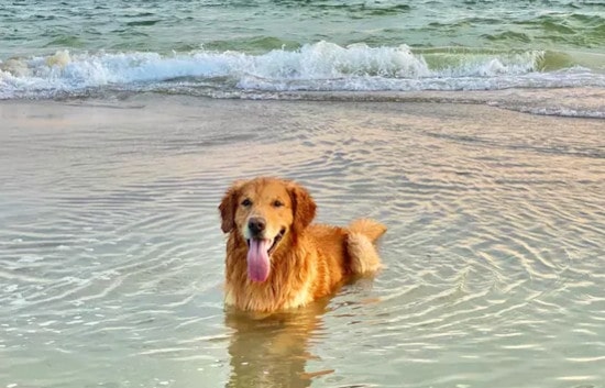 golden retriever sur la plage et dans les vagues