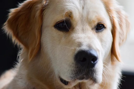 golden retriever portrait