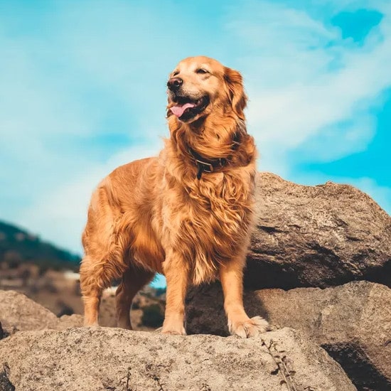 golden retriever sur un rocher