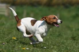 jack russel et instinct de chasseur