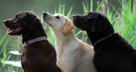 Les 3 couleurs du labrador