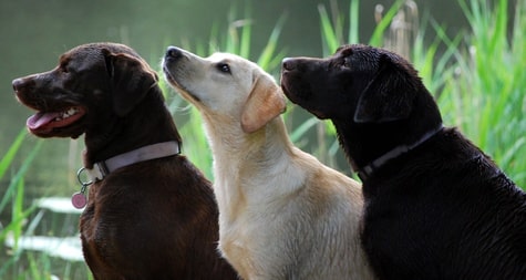 Les 3 couleurs du labrador