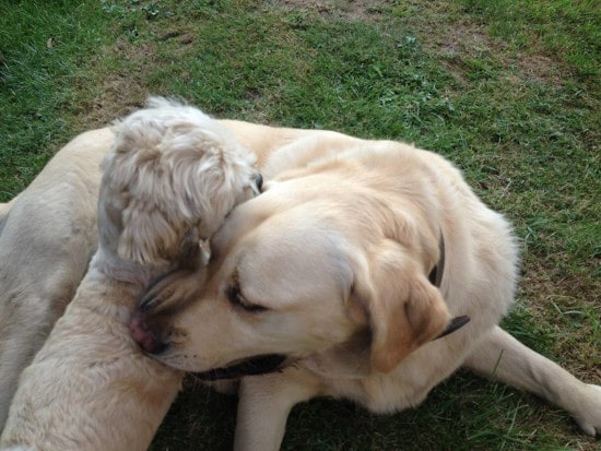 labrador et échange de garde de chien entre Volt et Caramel