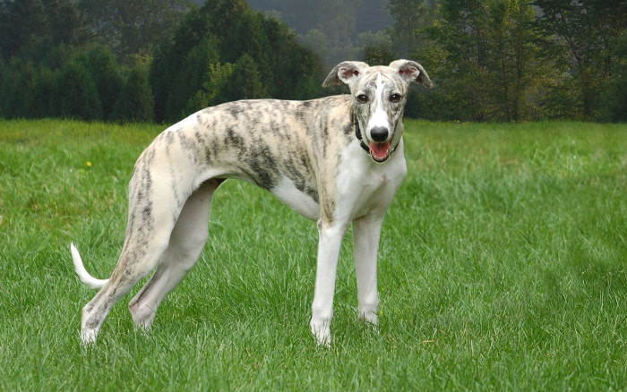 le chien lévrier whippet