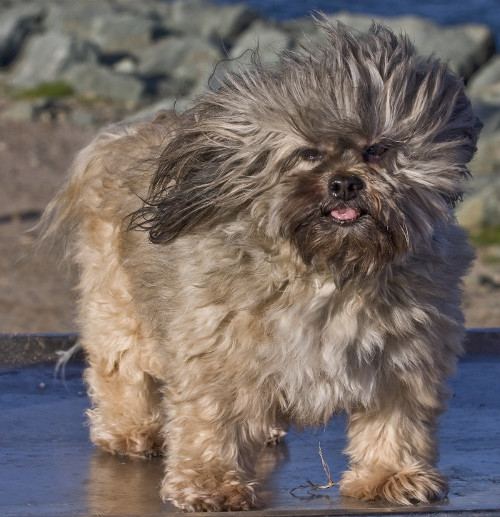 lhasa apso chien