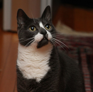 nom-de-chat-celebre-en-S-Sockington-Twitter nom-de-chat-celebre-en-S-Sockington-Twitter